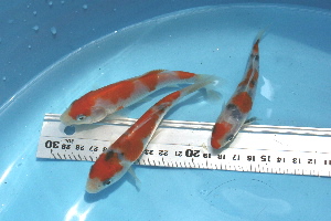 20080522 016c-300.jpg